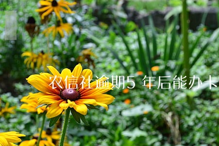 农信社逾期5年后能办卡吗 农信社逾期5年后能办卡吗