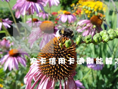 农卡信用卡逾期能解冻吗 农卡信用卡逾期能解冻吗
