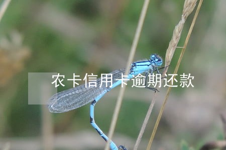 农卡信用卡逾期还款 农卡信用卡逾期还款