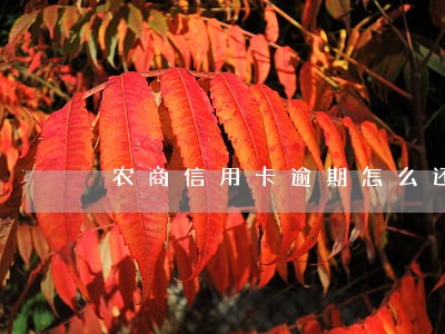 农商信用卡逾期怎么还 农商信用卡逾期怎么还