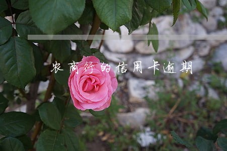 农商行的信用卡逾期 农商行的信用卡逾期