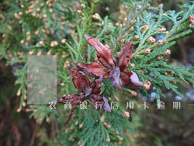 农商银行信用卡逾期一个星期 农商银行信用卡逾期一个星期
