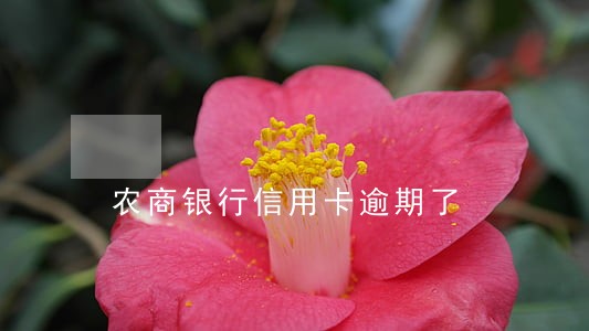 农商银行信用卡逾期了 农商银行信用卡逾期了