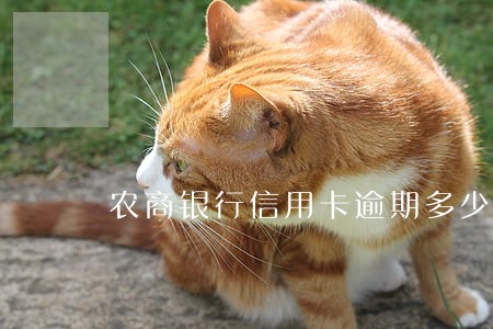 农商银行信用卡逾期多少天