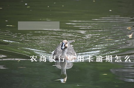 农商银行信用卡逾期怎么解锁