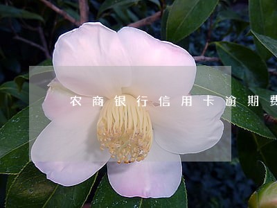 农商银行信用卡逾期费 农商银行信用卡逾期费