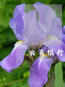 农商银行信用社逾期4天还款 农商银行信用社逾期4天还款