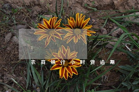 农商银行小时贷逾期 农商银行小时贷逾期