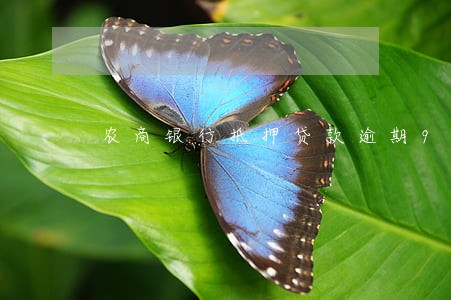 农商银行抵押贷款逾期9天