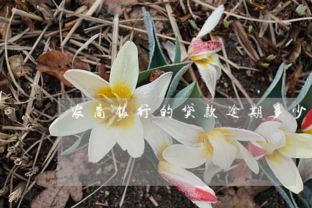 农商银行的贷款逾期多少天 农商银行的贷款逾期多少天