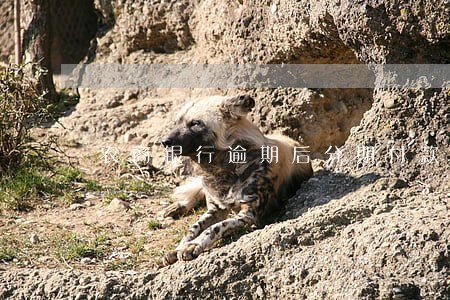 农商银行逾期后分期付款 农商银行逾期后分期付款
