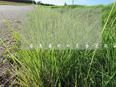 农商银行非恶意逾期证明模版 农商银行非恶意逾期证明模版