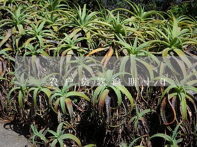 农户贷款逾期十年 农户贷款逾期十年