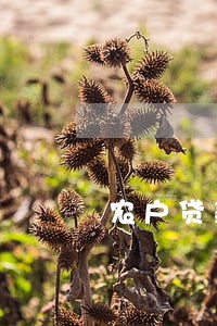 农户贷款逾期的原因 农户贷款逾期的原因
