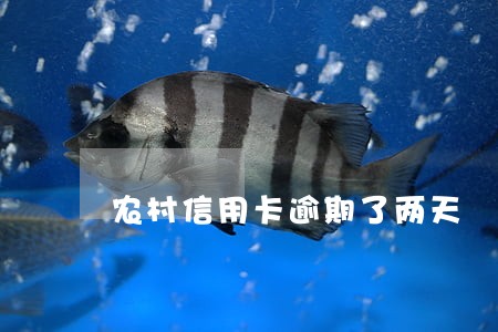 农村信用卡逾期了两天 农村信用卡逾期了两天