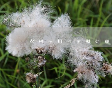 农村信用卡逾期处理方法