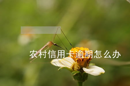 农村信用卡逾期怎么办 农村信用卡逾期怎么办