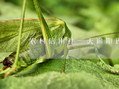 农村信用社一天逾期还款 农村信用社一天逾期还款