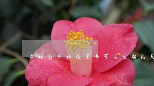农村信用社信用卡可以逾期几天 农村信用社信用卡可以逾期几天