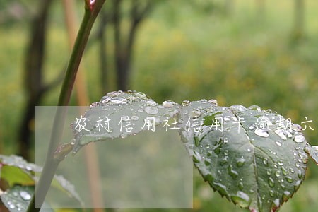 农村信用社信用卡逾期六个月 农村信用社信用卡逾期六个月