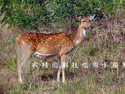 农村信用社信用卡逾期怎么查询 农村信用社信用卡逾期怎么查询