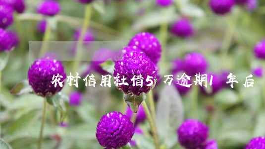农村信用社借5万逾期1年后 农村信用社借5万逾期1年后