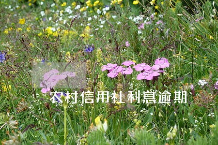 农村信用社利息逾期 农村信用社利息逾期