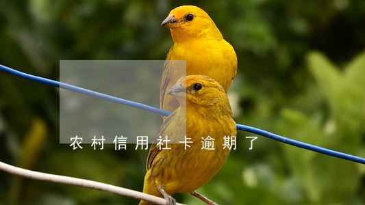 农村信用社卡逾期了 农村信用社卡逾期了