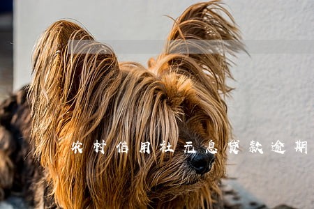 农村信用社无息贷款逾期六年 农村信用社无息贷款逾期六年