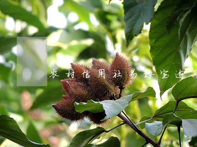 农村信用社易臻宝逾期怎么办 农村信用社易臻宝逾期怎么办