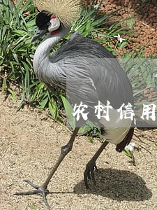 农村信用社能把逾期删除吗 农村信用社能把逾期删除吗