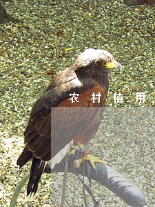农村信用社贷款五万逾期未还 农村信用社贷款五万逾期未还