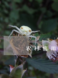 农村信用社贷款利息逾期了怎么办 农村信用社贷款利息逾期了怎么办