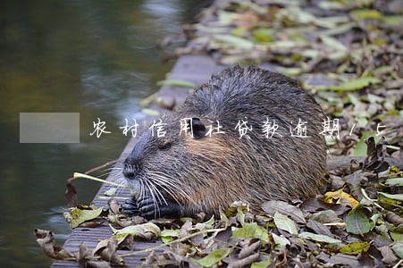 农村信用社贷款逾期15天 农村信用社贷款逾期15天