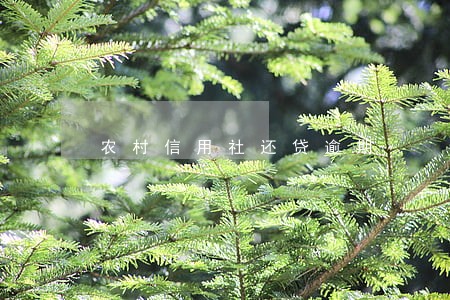 农村信用社还贷逾期 农村信用社还贷逾期
