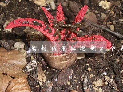 农村信用社逾期2个月