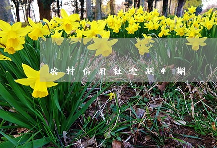 农村信用社逾期4期 农村信用社逾期4期