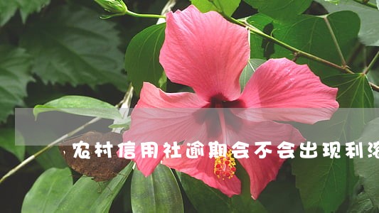 农村信用社逾期会不会出现利滚利