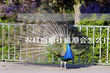 农村信用社逾期会怎么样 农村信用社逾期会怎么样