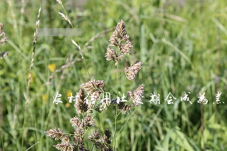 农村信用社逾期会成为黑户吗