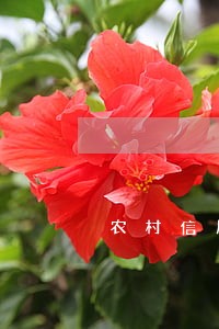 农村信用社逾期几天会被拉黑名单 农村信用社逾期几天会被拉黑名单