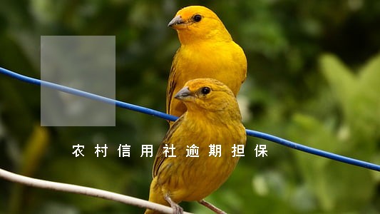农村信用社逾期担保 农村信用社逾期担保