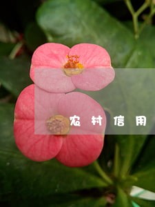 农村信用社逾期还款流程 农村信用社逾期还款流程