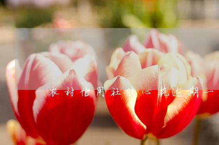 农村信用社随心花逾期一天