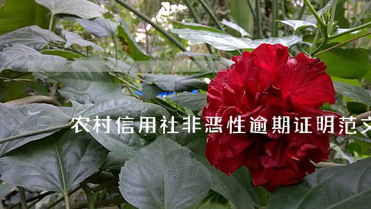 农村信用社非恶性逾期证明范文 农村信用社非恶性逾期证明范文
