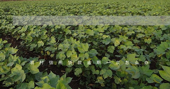 农村信用贷款逾期一次怎么办 农村信用贷款逾期一次怎么办