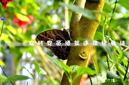 农村党员酒驾违法纪委谈话提纲 农村党员酒驾违法纪委谈话提纲