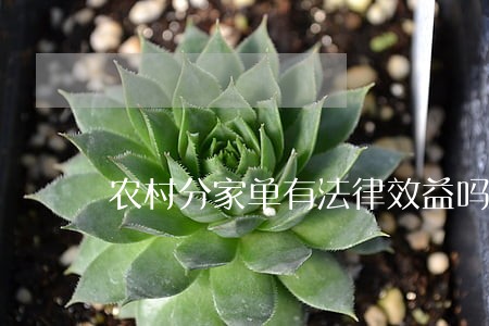 农村分家单有法律效益吗 农村分家单有法律效益吗
