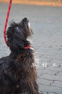 农村土地权属争议可否直接诉讼 农村土地权属争议可否直接诉讼