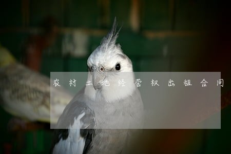 农村土地经营权出租合同纠纷 农村土地经营权出租合同纠纷